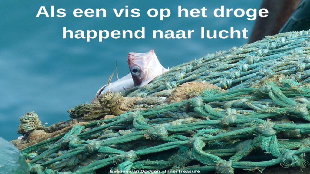 beUnited Blog Als een vis op het droge happend naar lucht Eveline van Dongen